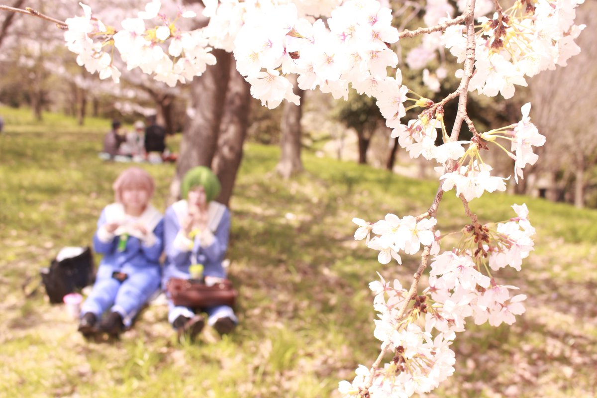 Nan_coscame's tweet photo. 来年の春まで持ち越しとかいう話を見かけました。そうはさせんぞ🤚
ということでカメラ特権で春の桜フラ中ちょっとチラ見せしときます。

許可はとってたはず、多分、その場で顔わからんやつあげていいって聞いた気がする
ダメだったら言ってください https://t.co/3UJb5Sb6gv