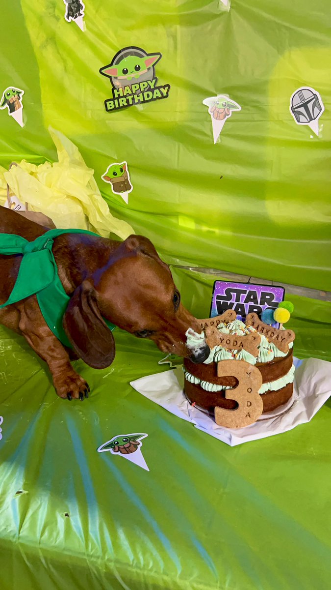 123adrieee's tweet photo. Yoda’s 3rd birthday 💚🐾 https://t.co/rHF9X5qy2L
