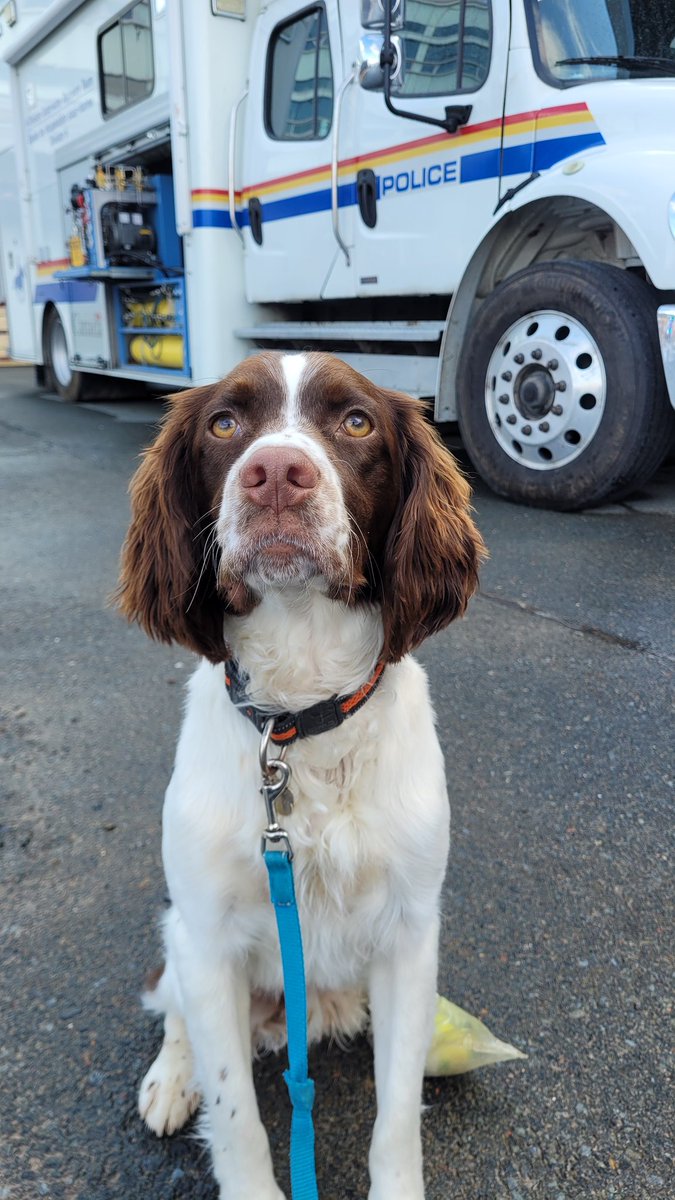 ReganA02's tweet photo. K9 for a Day @RCMPNS #OpenHouse #PoliceWeek2023 https://t.co/kicudQ4emc
