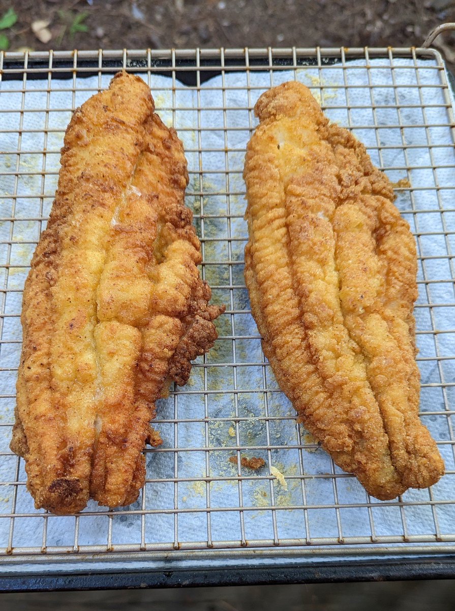 Catfish