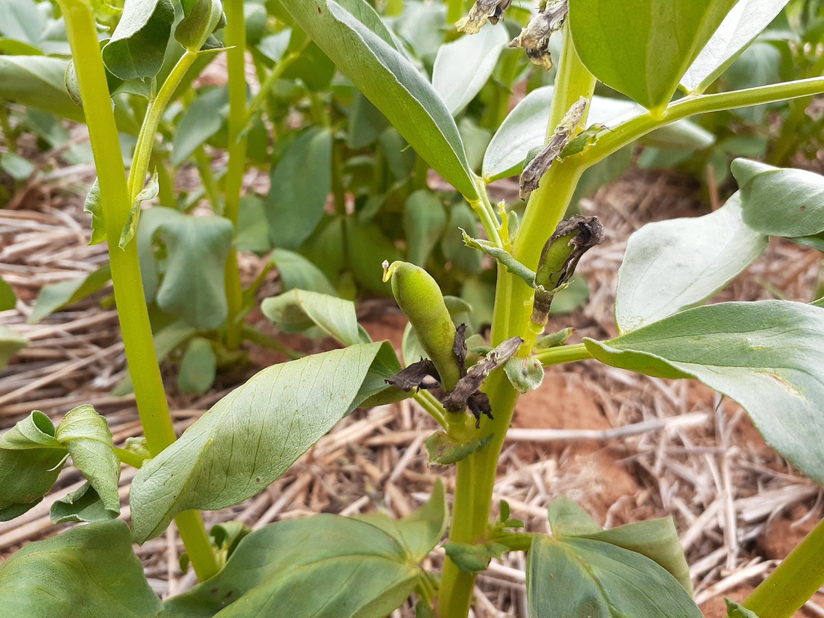 PennyRo25927708's tweet photo. Is May too early for podding? Early sown (mid-Mar) lentil and bean flowering and podding. Supported by @SADroughtHub #SARDIscience @UnfsNorth https://t.co/LdmKP0pJXL