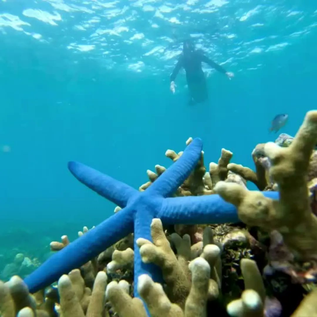 Enjoy Lombok’s beautiful underwater world 🌊 #GiliMeno #GiliIslands
.
🔗 - lomboklodge.org/384PKzb