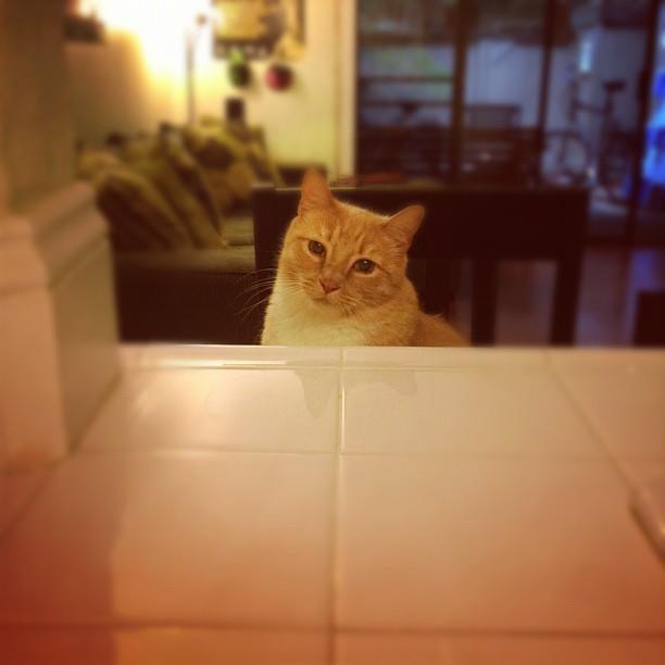 Remember that sometimes not getting what you want is a wonderful stroke of luck.
- Dalai Lama
#cats #CatsOfTwitter