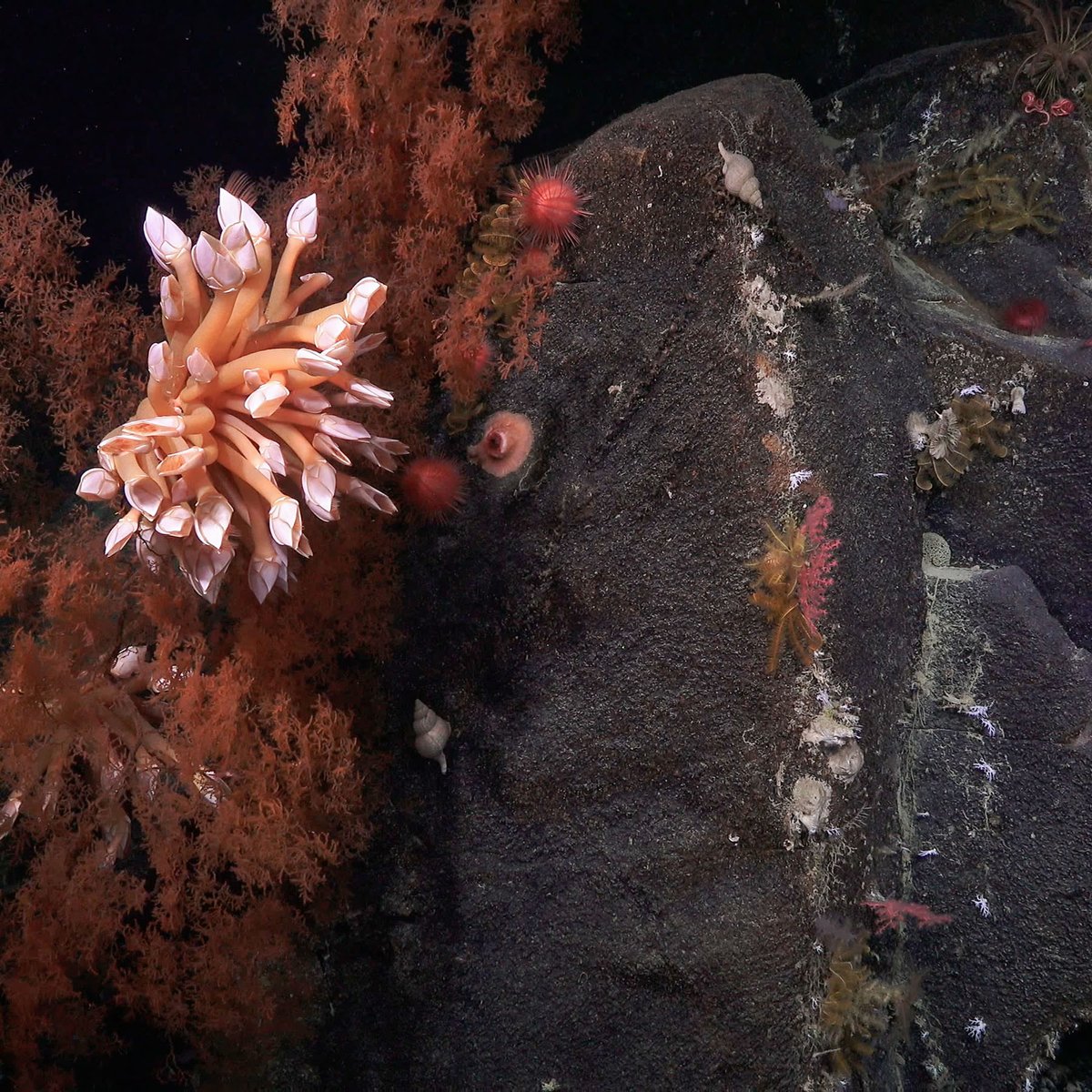 Have ideas for predicting the ocean carbon cycle or how to improve the resilience of diverse marine ecosystems? <a href="/schmidtfutures/">Schmidt Futures</a> Ocean Biogeochemistry Virtual Institute (OBVI) is open to EOIs for research projects. More info at schmidtfutures.com/our-work/obvi/