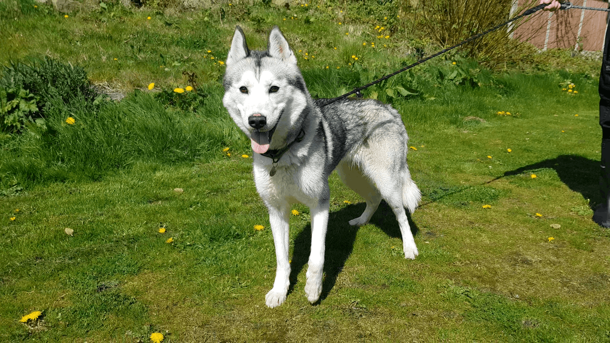 Please retweet to help Ghost find a home #MANCHESTER #UK   
Pretty #Husky aged 1-2. Nervous, he is looking for a caring, patient home to help him build his confidence. He can live with children  aged 14+, please contact the shelter for info.   
DETAILS👇
 dogshome.net/dog-for-adopti…