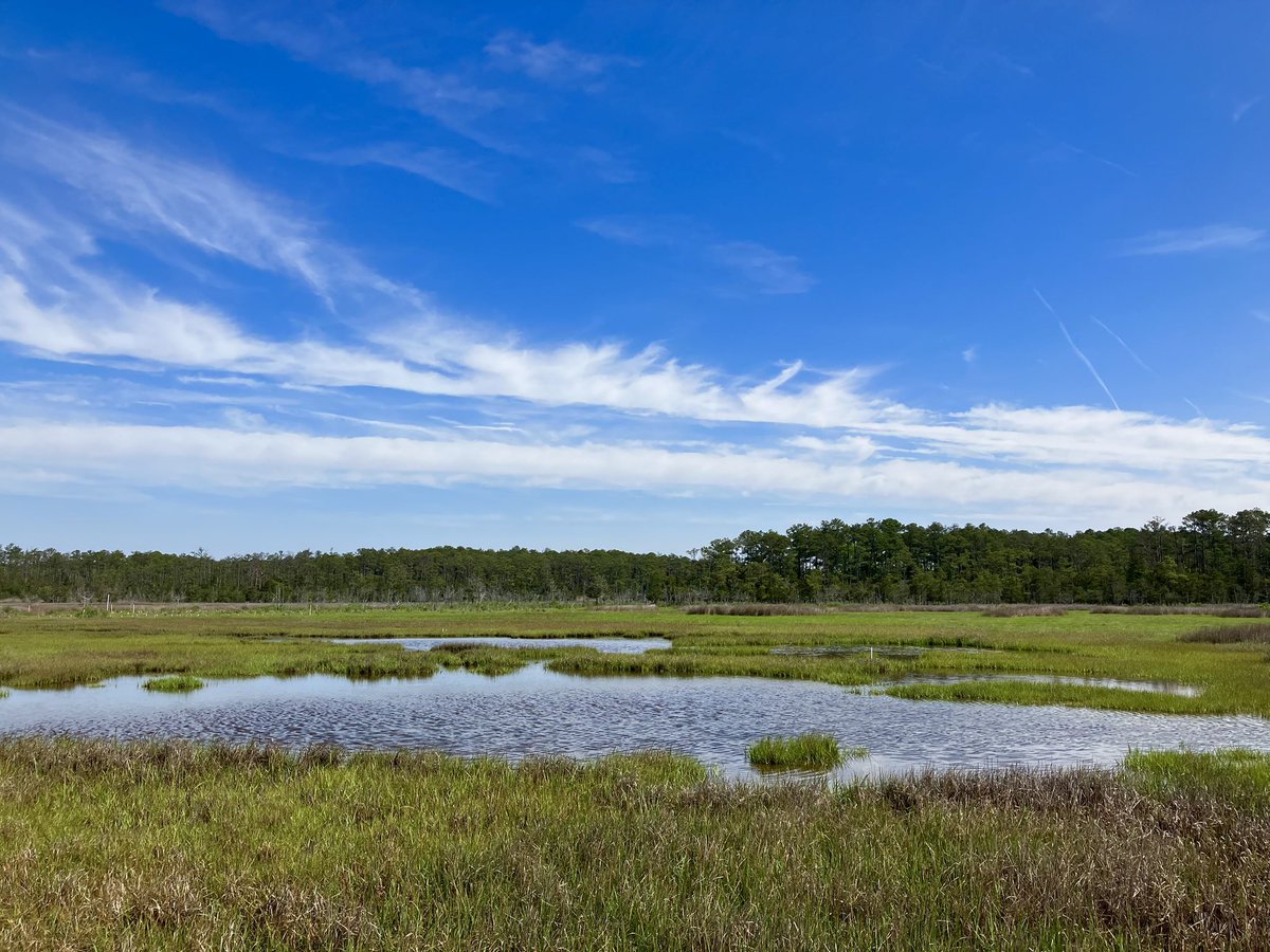 Sophia Hoffman (@soemhoffman) on Twitter photo The past week was full of annual <a href="/vcrlter/">Virginia Coast Reserve LTER</a> SET, RSET, and Marker Horizon sampling in the lovely Brownsville marsh. The SETs were installed in 1997 and the RSETs in 2003 along the creek bank and in the low, mid, and high marsh. The past week was full of annual <a href="/vcrlter/">Virginia Coast Reserve LTER</a> SET, RSET, and Marker Horizon sampling in the lovely Brownsville marsh. The SETs were installed in 1997 and the RSETs in 2003 along the creek bank and in the low, mid, and high marsh.