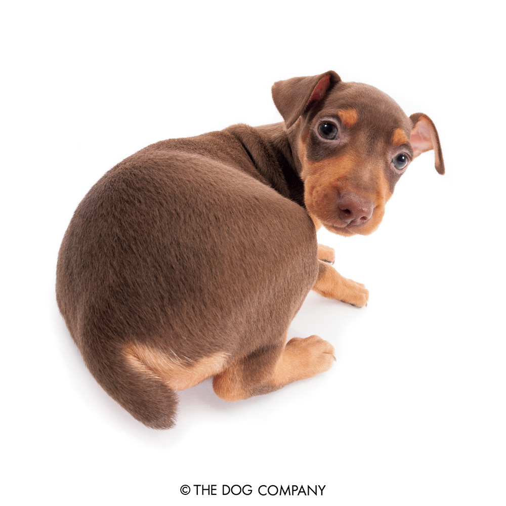 thedog_en's tweet photo. Do you mind scratching my back for me?
#miniaturepinscher #minpin #minipinscher #minipinlove #minpinstagram #dog #dogstagram #dogsofinstagram #puppy #pet #instadog #doglover #thedog #thedogandfriends https://t.co/cx4vcGDcUK