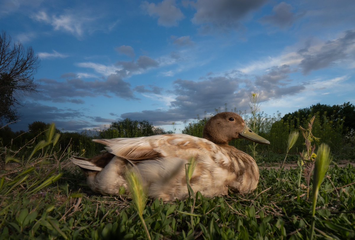 enjoy a perfect evening 

(retweet to send a treat live.dashducks.tv)