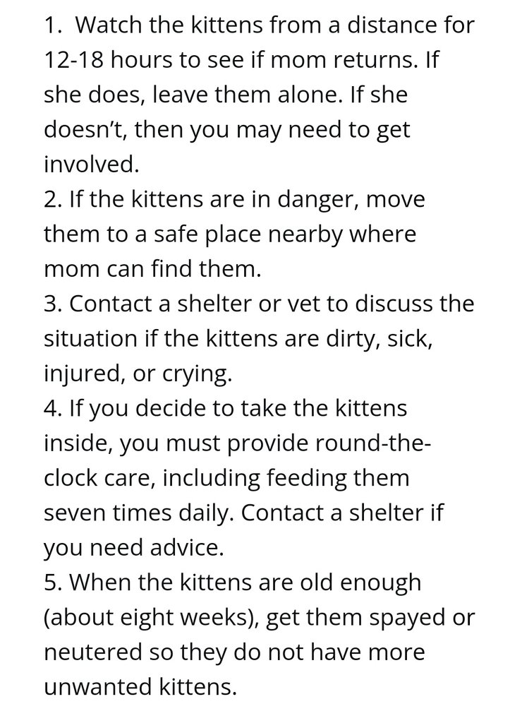 🐾 It's kitten season! Here's some helpful info in case you come across some :)

🐾 If you'd like to help out one of my favorite shelters, you can do so here: heartlandanimalshelter.org/donate/dill-pe…