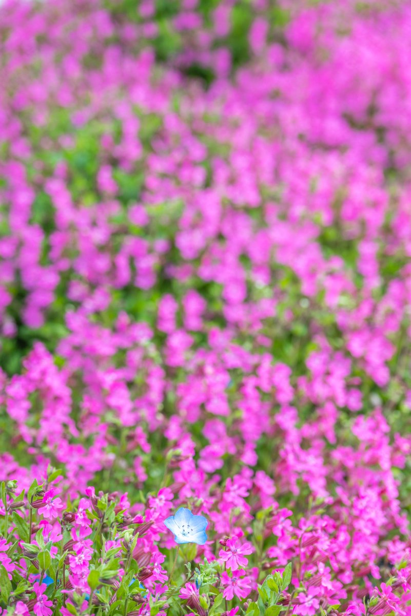 おはようございます！
本日も素敵な１日をどうぞ♪

１輪のネモフィラ 🌸 ひたち海浜公園
茨城県 ひたちなか市

#tokyocameraclub #igersjp #Nikon 📷✨
#写真好きな人と繋がりたい
#おは戦50518mm ☀