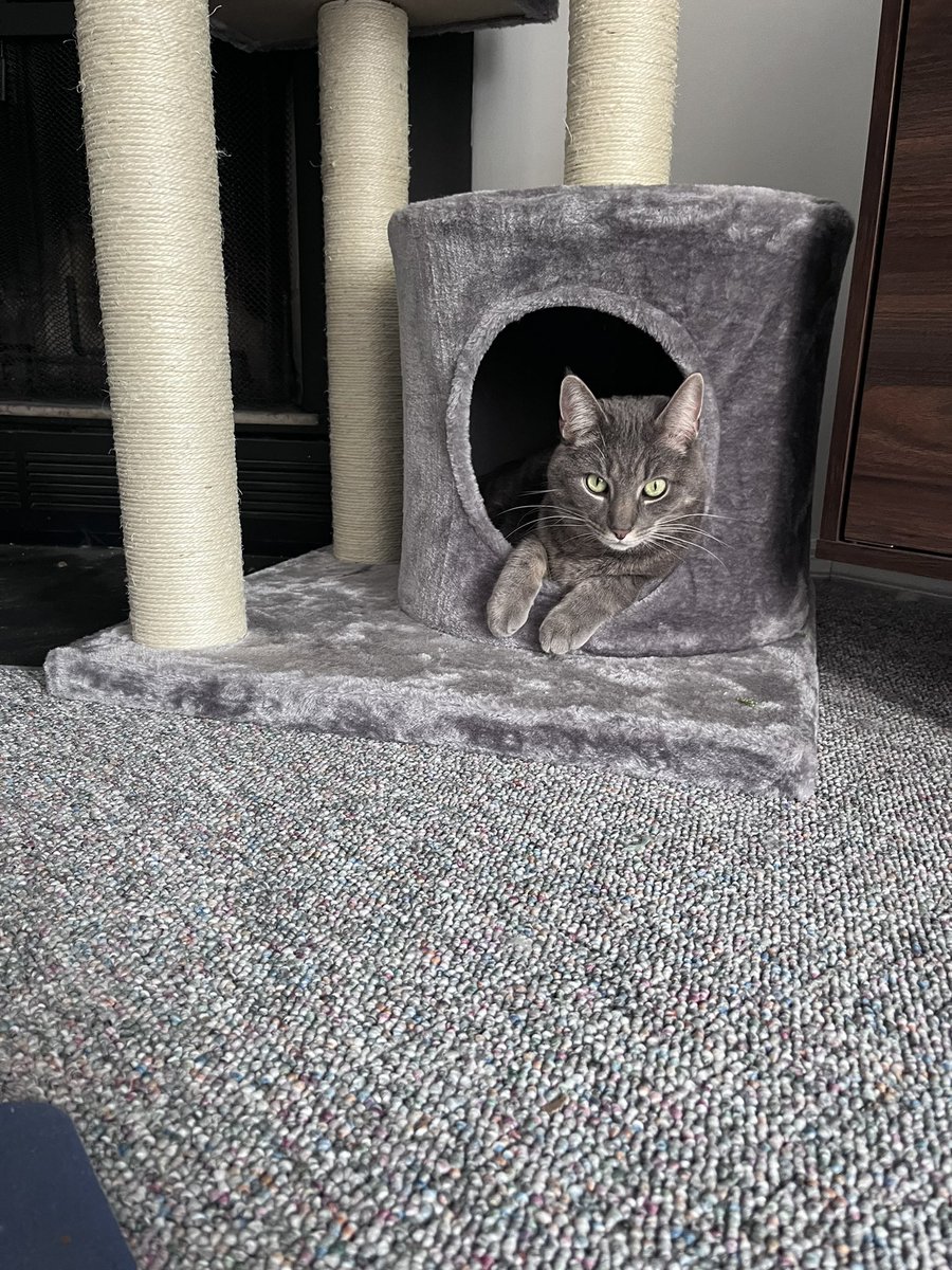 saltypumpkin's tweet photo. @ShouldHaveCat https://t.co/DNBp7EAyBn
