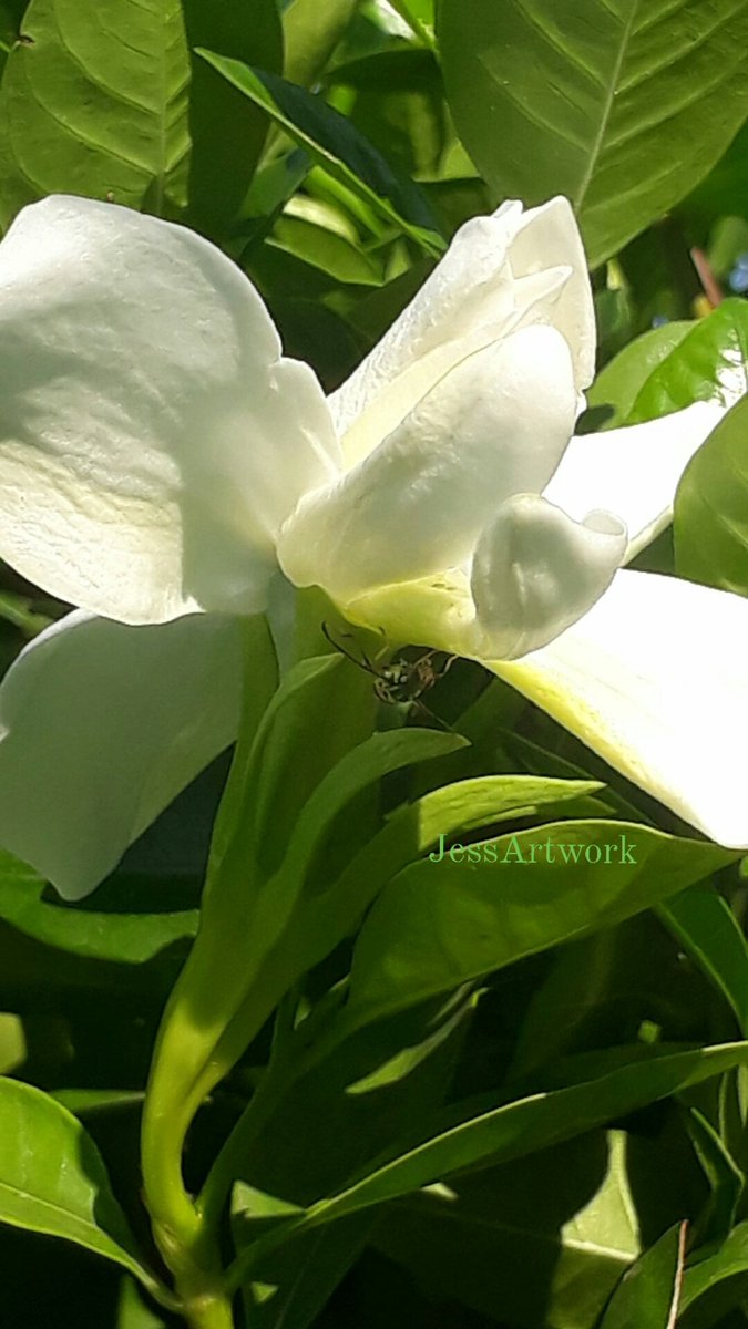 Good morning everyone!!!
#InsectThursday #PhotographyIsArt 
#DoraMood🚘 #MyGarden #ELYUwith❤