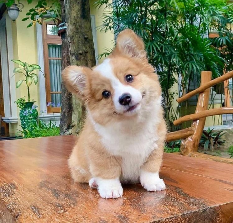 ooo1ne's tweet image. 🐶💭