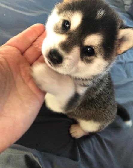 ooo1ne's tweet image. 🐶💭