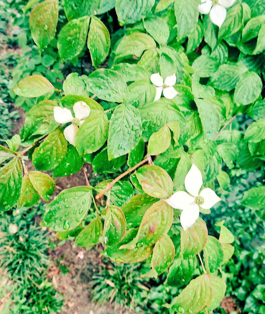よく行く公園で可愛い花が満開なんだけど、これって何の花でしょうか………『クレヨン王国の
花ウサギ』で花ウサギが住んでるとされるヤマボウシかな??とワクワクしてるんですが……そうだといいなあ😆 https://t.co/kIoFVLDmd9