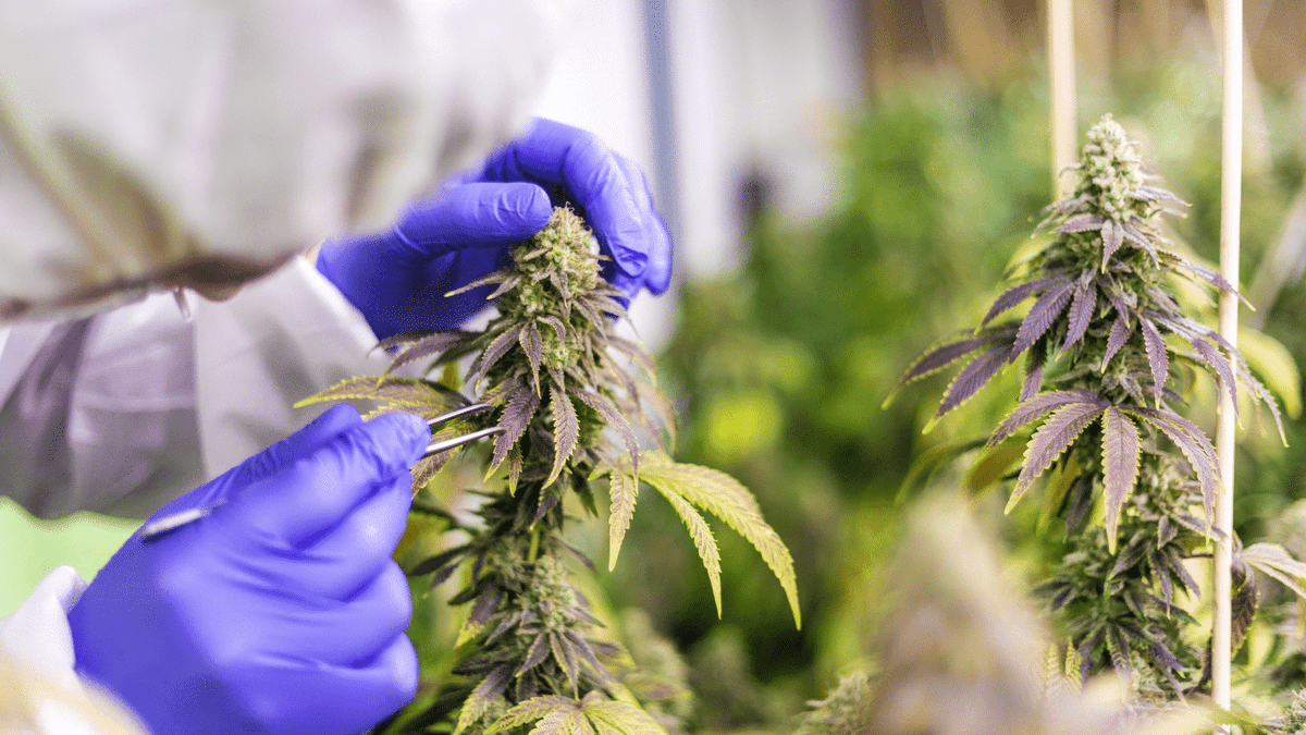 seedsplug's tweet photo. Cannabis, also known as "weed," has become more popular in recent years because it can be used for both fun and medicine. For growers, choosing the right strain is crucial to achieving the desired outcome. #autofloweringcannabis #GrowingCannabis

https://t.co/l0w2m1EUCW https://t.co/ENCKsduWws