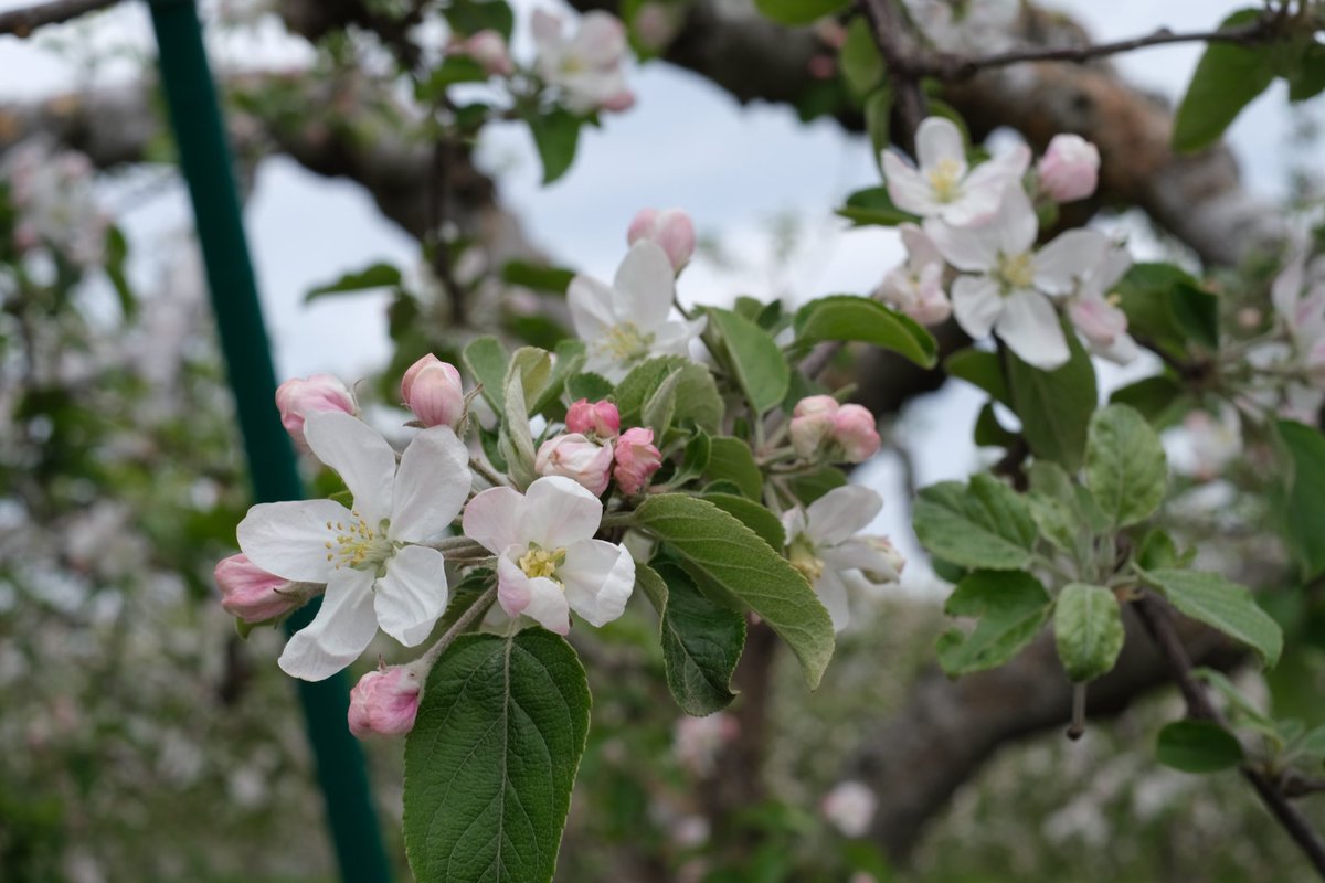 jujusauve's tweet photo. 岩木山とりんごの花とハイエース　

桜も綺麗だったけどりんごの花可愛い　

#ハイエース　#車中泊　#キャンピングカー　#富士フイルムの色が好き #富士フイルムxシリーズ https://t.co/4shOJXGpfJ