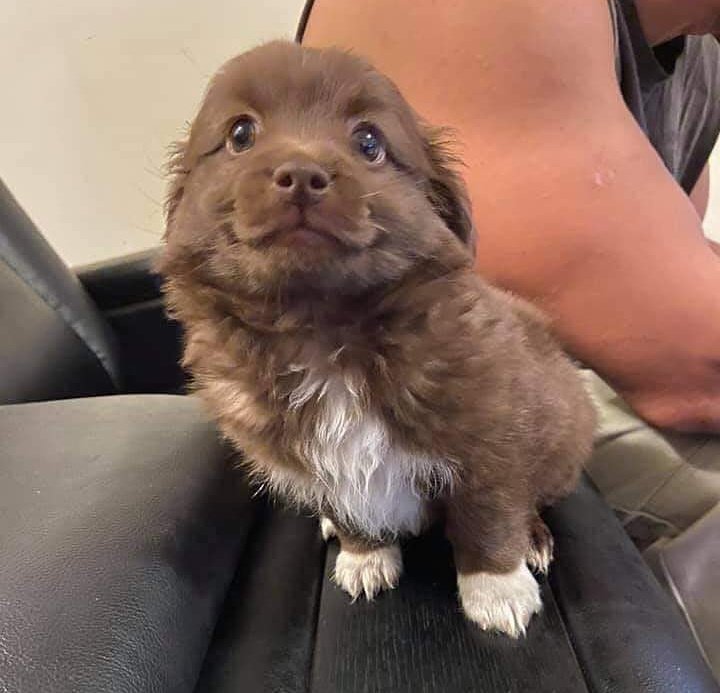 💖 (@twaniimals) on Twitter photo 