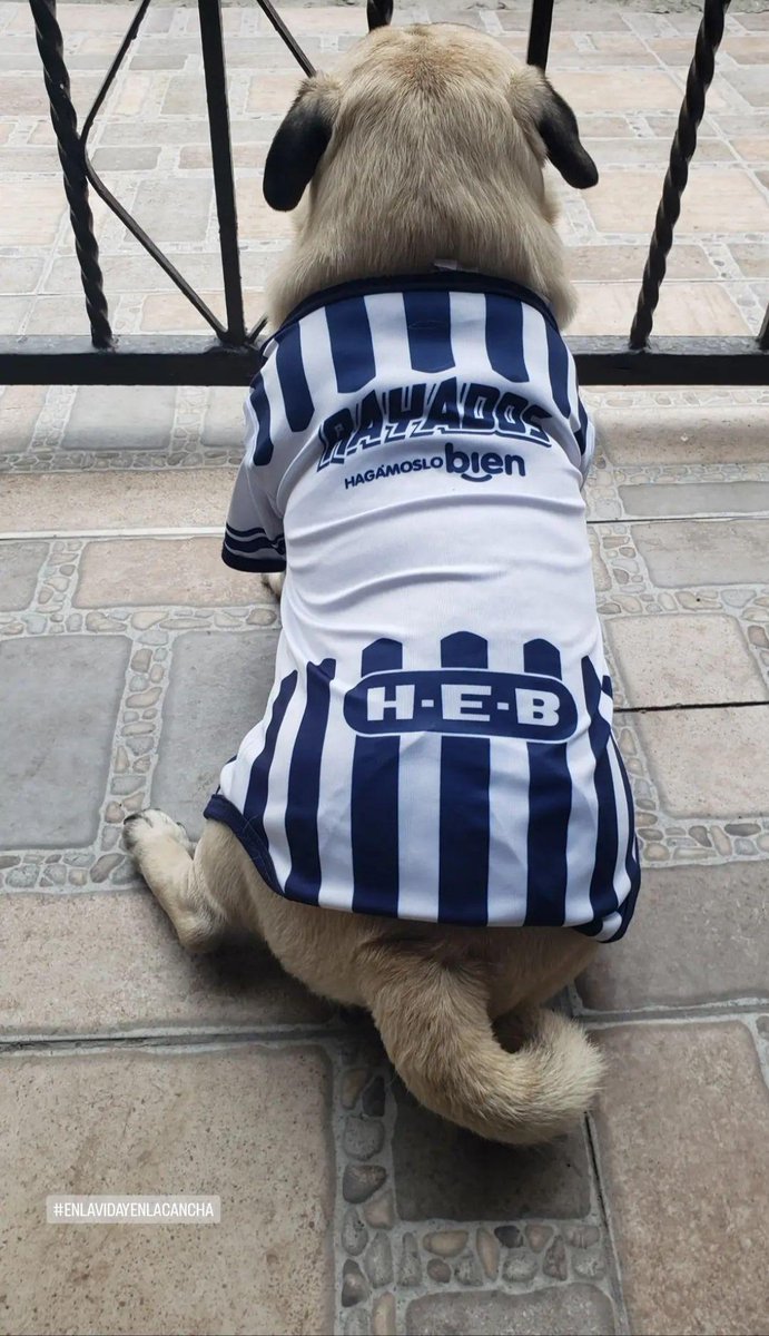 TanisDepp's tweet photo. @Rayados @PUMAmexico Nachito https://t.co/SlZ98AZXQ3