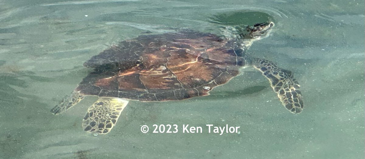 It’s seaturtle season here in SW Florida! My second juvenile green seaturtle sighting in 2 weeks! #GreenSeaturtle #Seaturtle #SeaturtleSeason #Seaturtles #Beachsnooker <a href="/conserveturtles/">SeaTurtleConservancy</a> <a href="/beachsnooker/">Ken Taylor</a> <a href="/MoteMarineLab/">Mote Marine Laboratory & Aquarium</a> <a href="/MyFWC/">MyFWC</a> <a href="/seaturtleweek/">seaturtleweek</a> <a href="/mysuncoast/">ABC7 Sarasota</a>