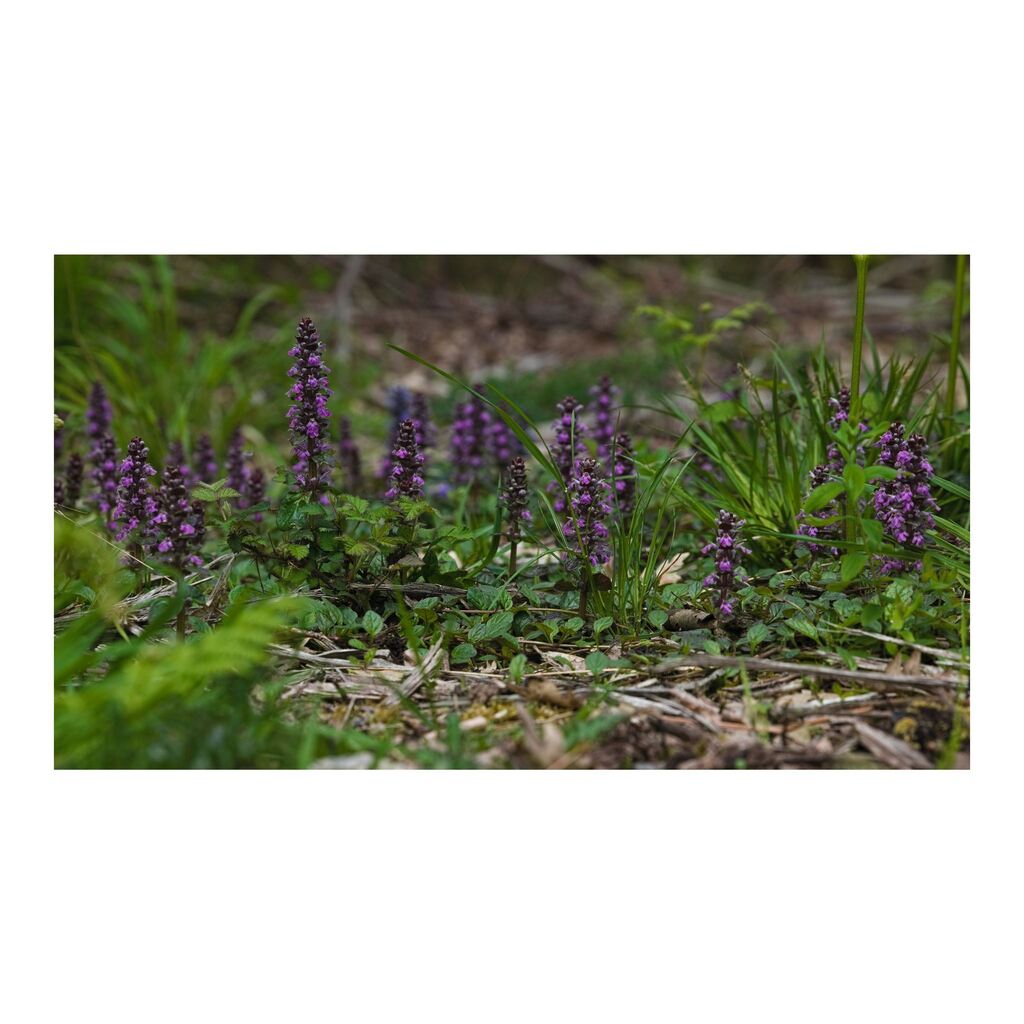 Common bugle (Ajuga reptans), though uncommonly, this one's pink. They always make me think of a landscape studded with pagodas. Lovely.
______

#today #todayis #diary #calendar #photooftheday #lockdownproject

#nature #naturephotography #woodland #woodl… instagr.am/p/CsXKGmJoCtR/