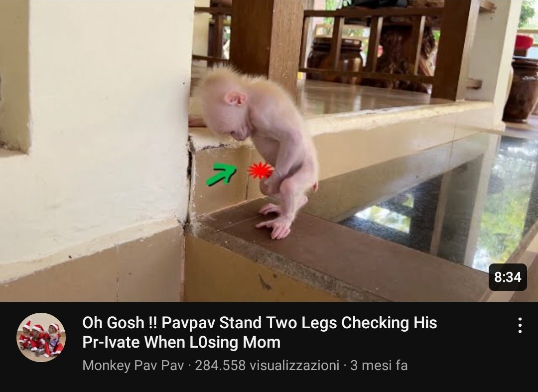 squirrelmonke's tweet image. o macaco desse vídeo se chama pavpav. os "donos" do pavpav são zoofilos e postam diversos videos dele tocando nas suas partes íntimas. o pavpav constantemente tem suas mãos amarradas pra evitar que ele chupe os dedos (algo que macacos fazem para se acalmar) e escalar +