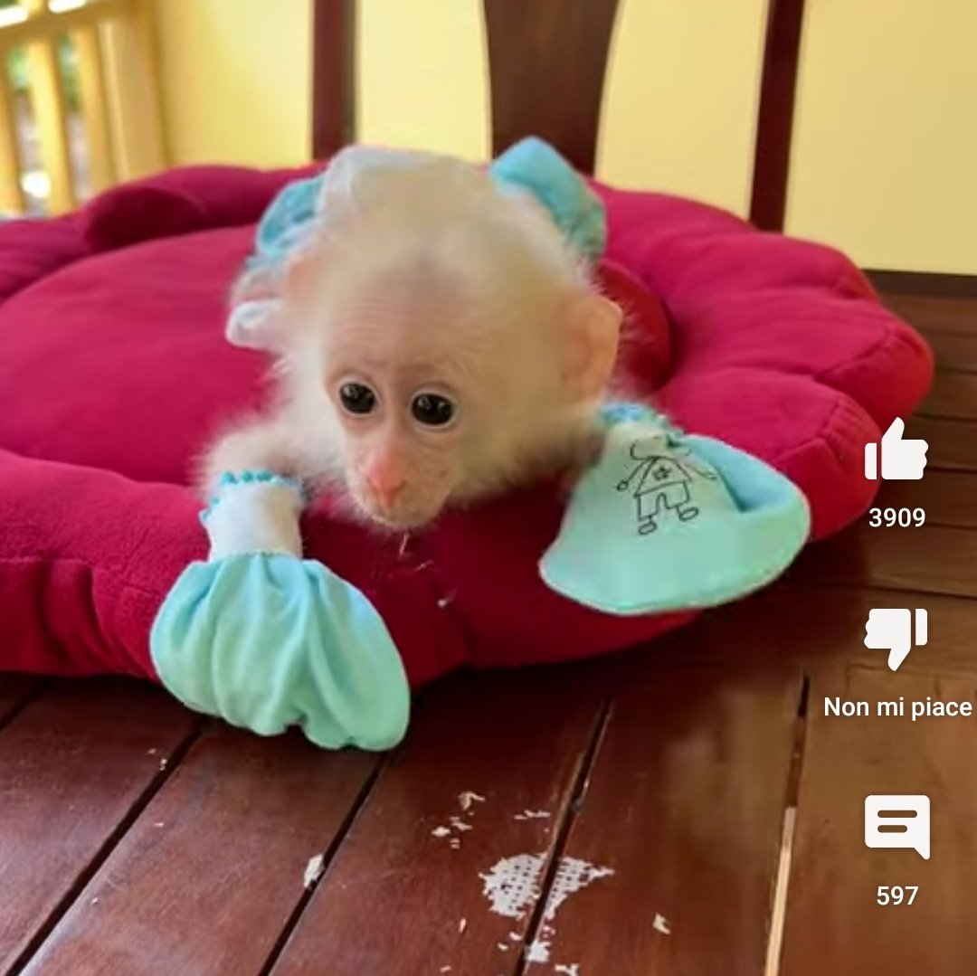 squirrelmonke's tweet image. o macaco desse vídeo se chama pavpav. os "donos" do pavpav são zoofilos e postam diversos videos dele tocando nas suas partes íntimas. o pavpav constantemente tem suas mãos amarradas pra evitar que ele chupe os dedos (algo que macacos fazem para se acalmar) e escalar +