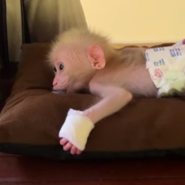squirrelmonke's tweet image. o macaco desse vídeo se chama pavpav. os "donos" do pavpav são zoofilos e postam diversos videos dele tocando nas suas partes íntimas. o pavpav constantemente tem suas mãos amarradas pra evitar que ele chupe os dedos (algo que macacos fazem para se acalmar) e escalar +