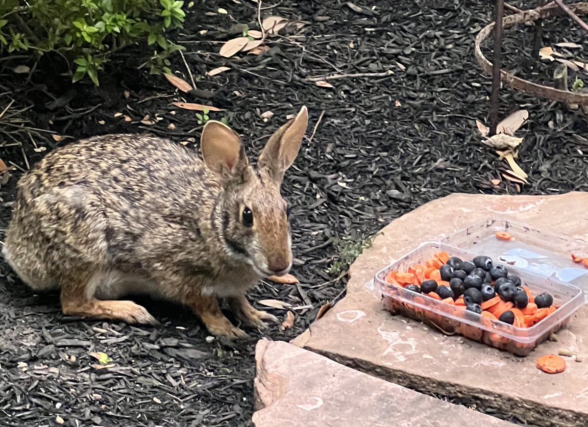 carlaacarlson's tweet image. Look who is visiting me this evening! My little swamp bunny!❣️ #AnimalsOfTwitter