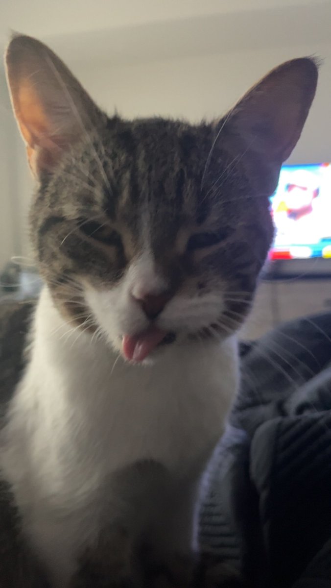 JakeArmitage3's tweet image. Happy Mlemsday #mlems #bleps