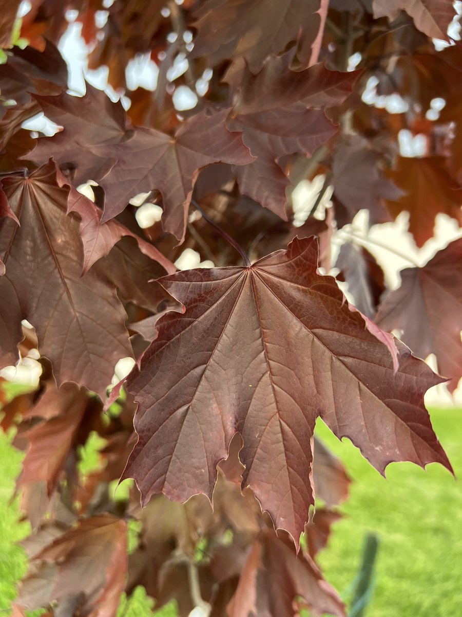 I love spring. That's all. That's the entire tweet. 😅