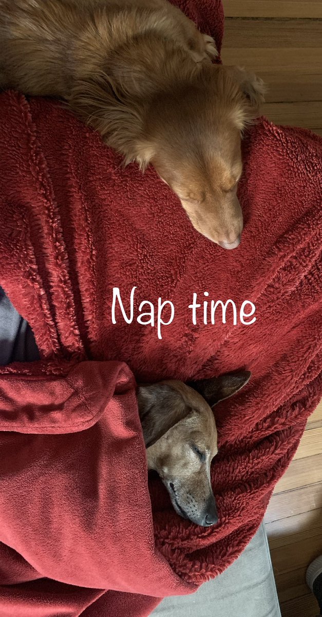 HopeCottrill's tweet photo. ⁦@weeniedogsunite⁩ ⁦@Dachshu66887502⁩ https://t.co/QbxbMxYlXA