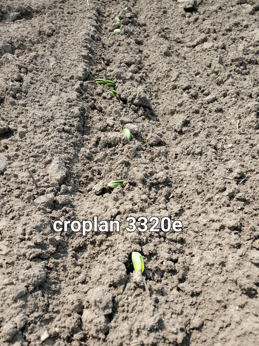 HealeyPhil's tweet photo. Huge emergence difference side x side. #plant23 #grow23 @Ceres_Solutions @winfieldunited https://t.co/7ol0Bh0OB7