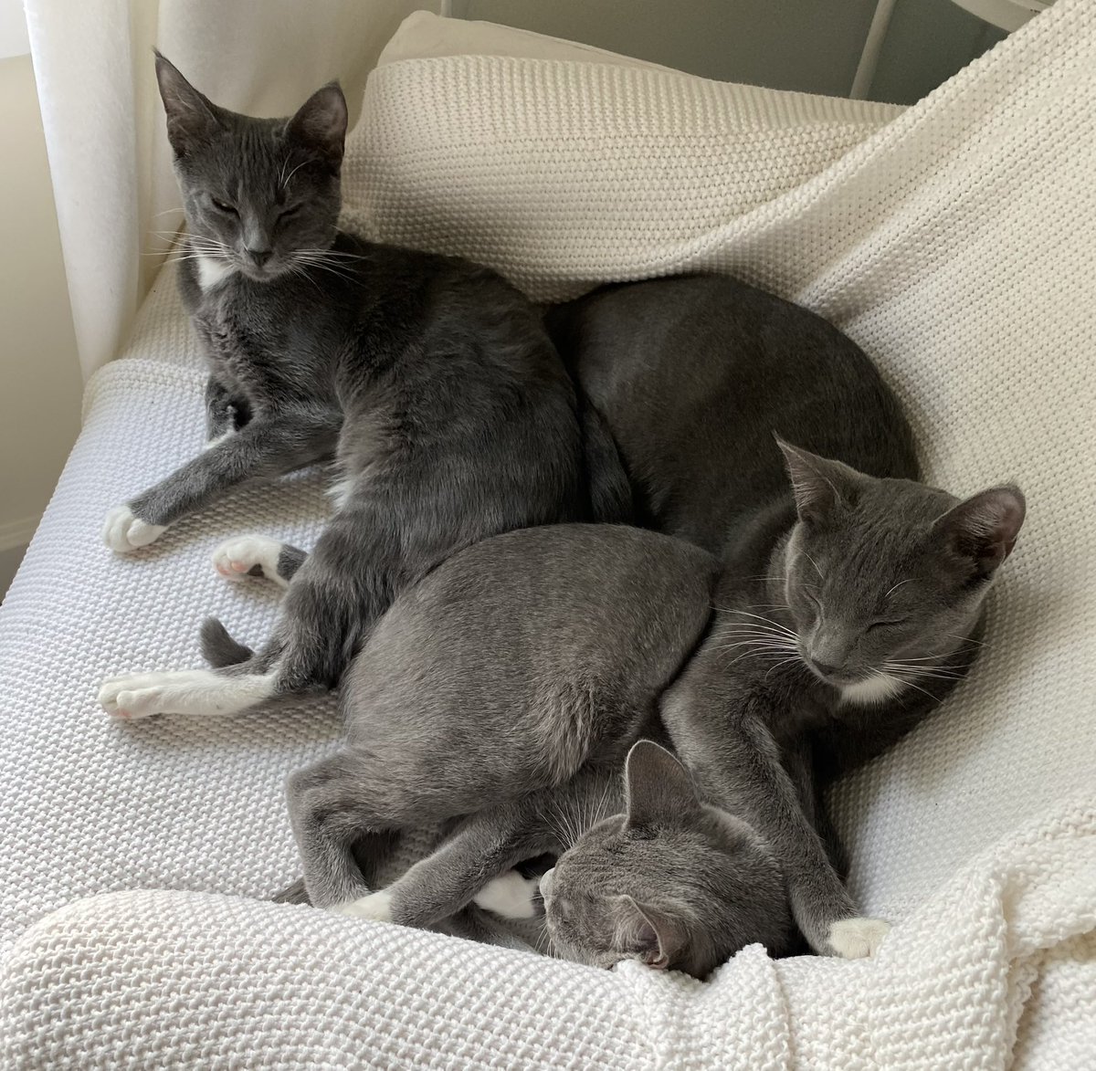 The 3 feral KittenTurds are doing great, growing like weeds, and living their best life.