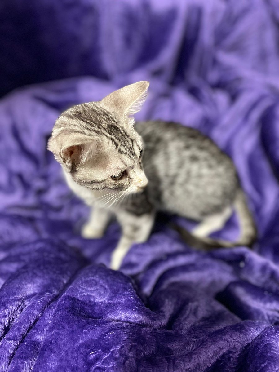 _themandalorian's tweet photo. Ayúdame a buscarles un hogar, son dos preciosos gatitos que han sido abandonados y  que buscan que los adopten. Tienen 2 meses aprox. Yo no puedo ya tengo demasiados. Cualquier ayuda es bastante. Ayúdame con retuit al menos. https://t.co/DS7KmbosiU