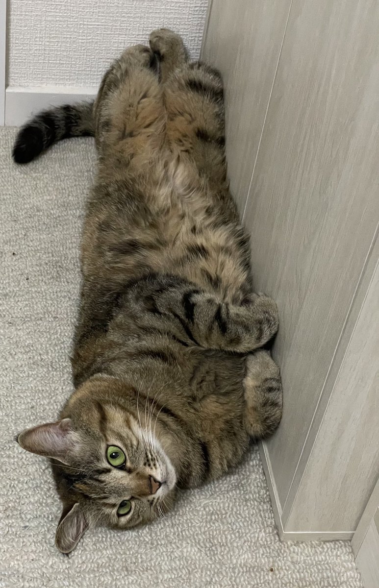 もな、それくつろげてる…？？？
どっかねじれてません？

#のあせなもな 
#猫のいる幸せ 
#猫好きさんと繋がりたい