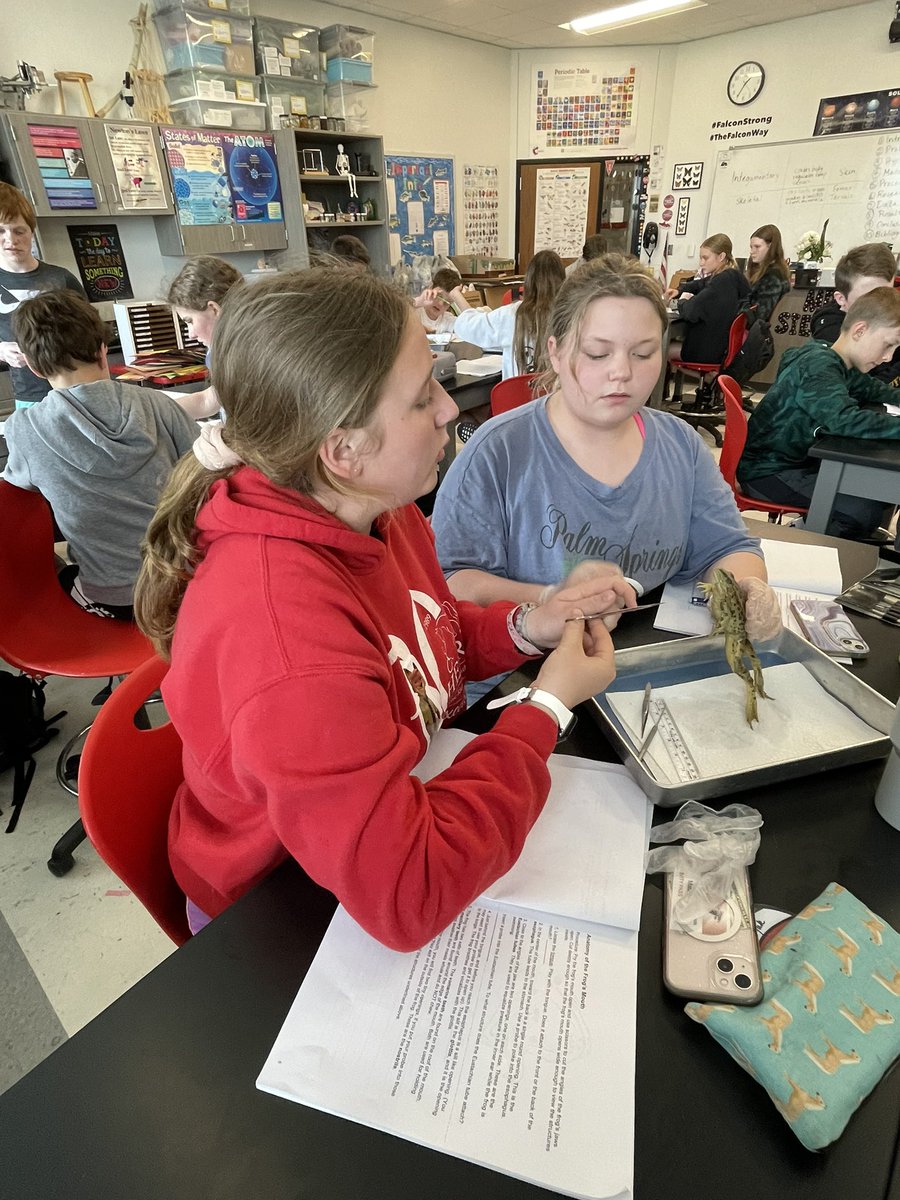 Day 1 of 7th grade frog dissection found us learning about the external anatomy and the frog’s mouth! They are doing a great job!! <a href="/DCWestFalcons/">DCWest Falcons</a>  <a href="/middle_dcw/">DC West Middle School</a>