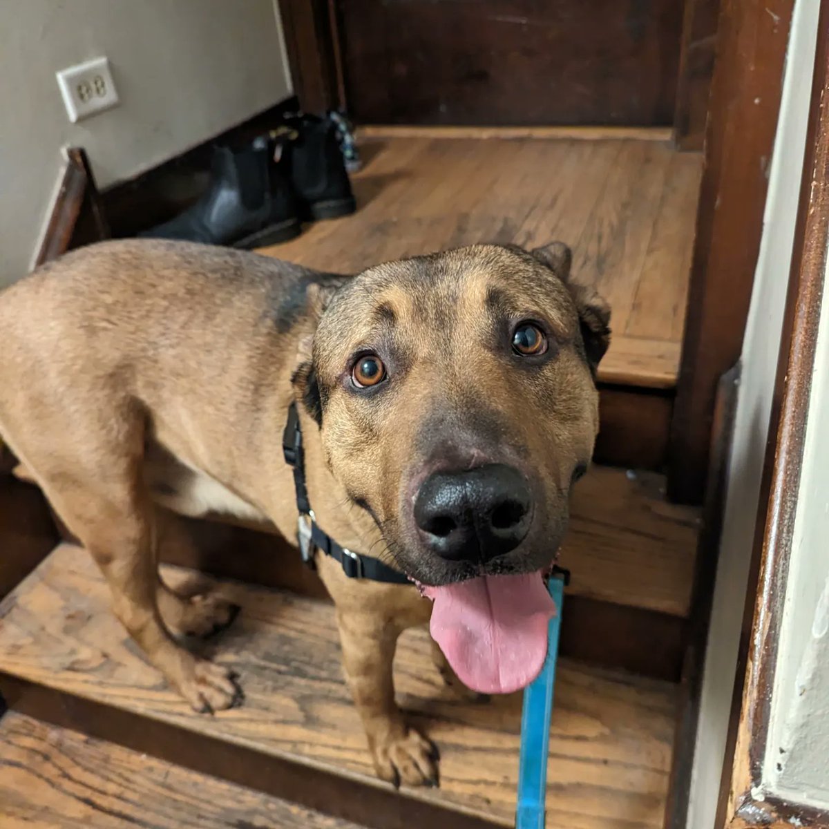 zemanation's tweet photo. This 3-year-old 90-pound sweetheart was surrendered by his owner last week. Totally housebroken, gets along with dogs and people of all sizes. No prey drive and doesn't pull on the leash. If anyone knows anyone looking for a giant good boy, let me know. https://t.co/N5f6mIt3ZV