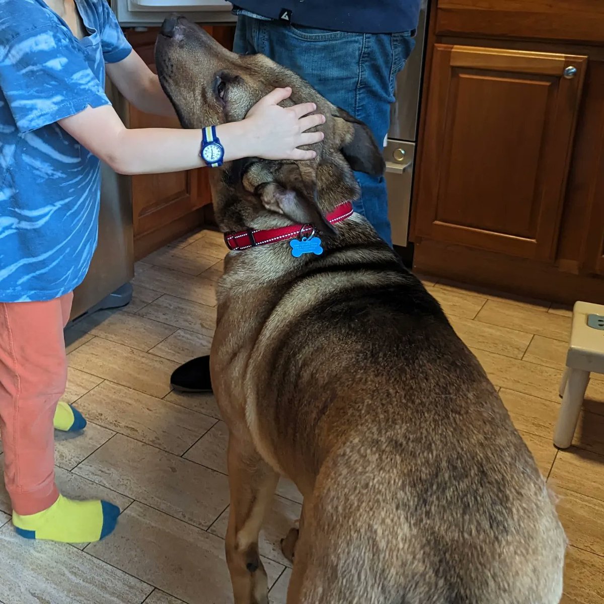 zemanation's tweet photo. This 3-year-old 90-pound sweetheart was surrendered by his owner last week. Totally housebroken, gets along with dogs and people of all sizes. No prey drive and doesn't pull on the leash. If anyone knows anyone looking for a giant good boy, let me know. https://t.co/N5f6mIt3ZV