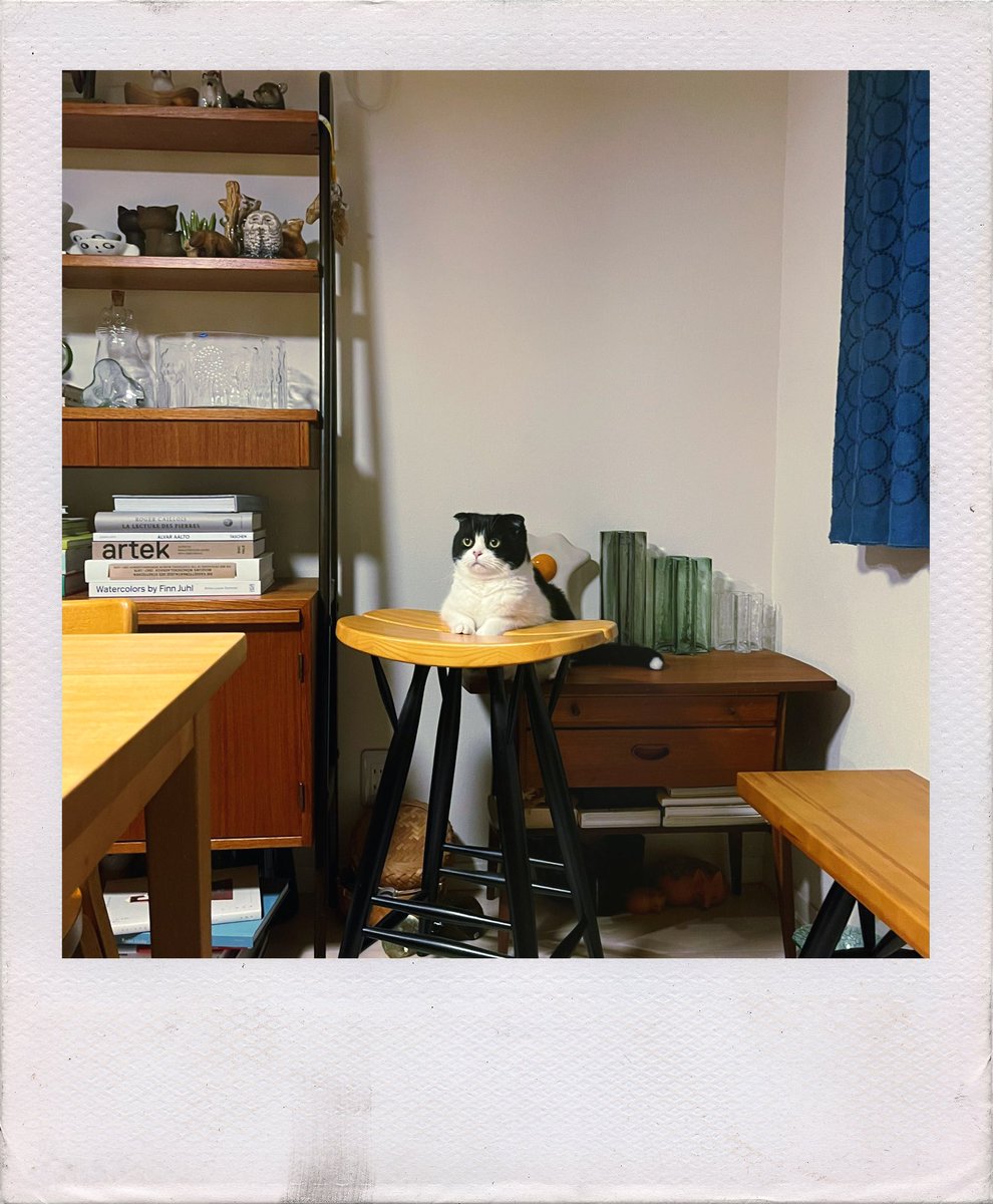 pienilusikka's tweet photo. 手を揃えて
目線は宙に…
ごんキャット https://t.co/UxHny4vkj4