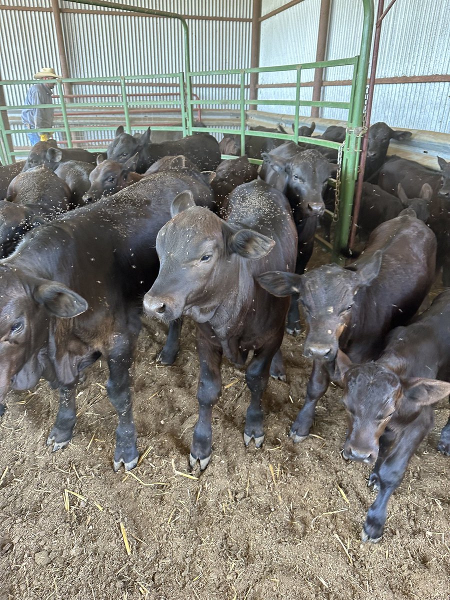 TheWolf6674's tweet photo. Sorry I couldn’t make it today…I had prior bidness. Hope all of my Tech friends got a @josh6jung bobblehead tonight!
Went from announcing @pbr ‘s return to Arlington, to working my favorite little herd. #balance #wecrownchampions #becausetexas https://t.co/mwmEAWLxu3