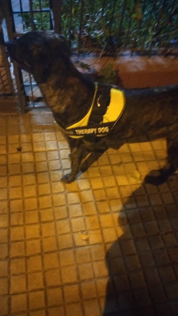 vanumoran's tweet photo. Perro perdido con pechera de "Therapy Dog" en barrio Ykua Sati, inmediaciones de la parroquia Niño Jesus de Praga zona Passo la Galería. Favor compartir para que vuelva a su familia. Número de contacto 0981 62I 399 🙏🏼 https://t.co/CUH8Wd1L1F