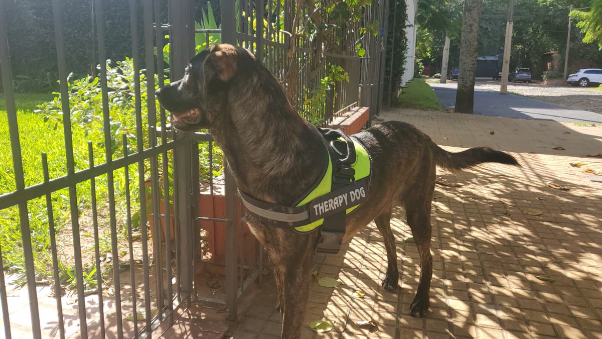 vanumoran's tweet photo. Perro perdido con pechera de "Therapy Dog" en barrio Ykua Sati, inmediaciones de la parroquia Niño Jesus de Praga zona Passo la Galería. Favor compartir para que vuelva a su familia. Número de contacto 0981 62I 399 🙏🏼 https://t.co/CUH8Wd1L1F