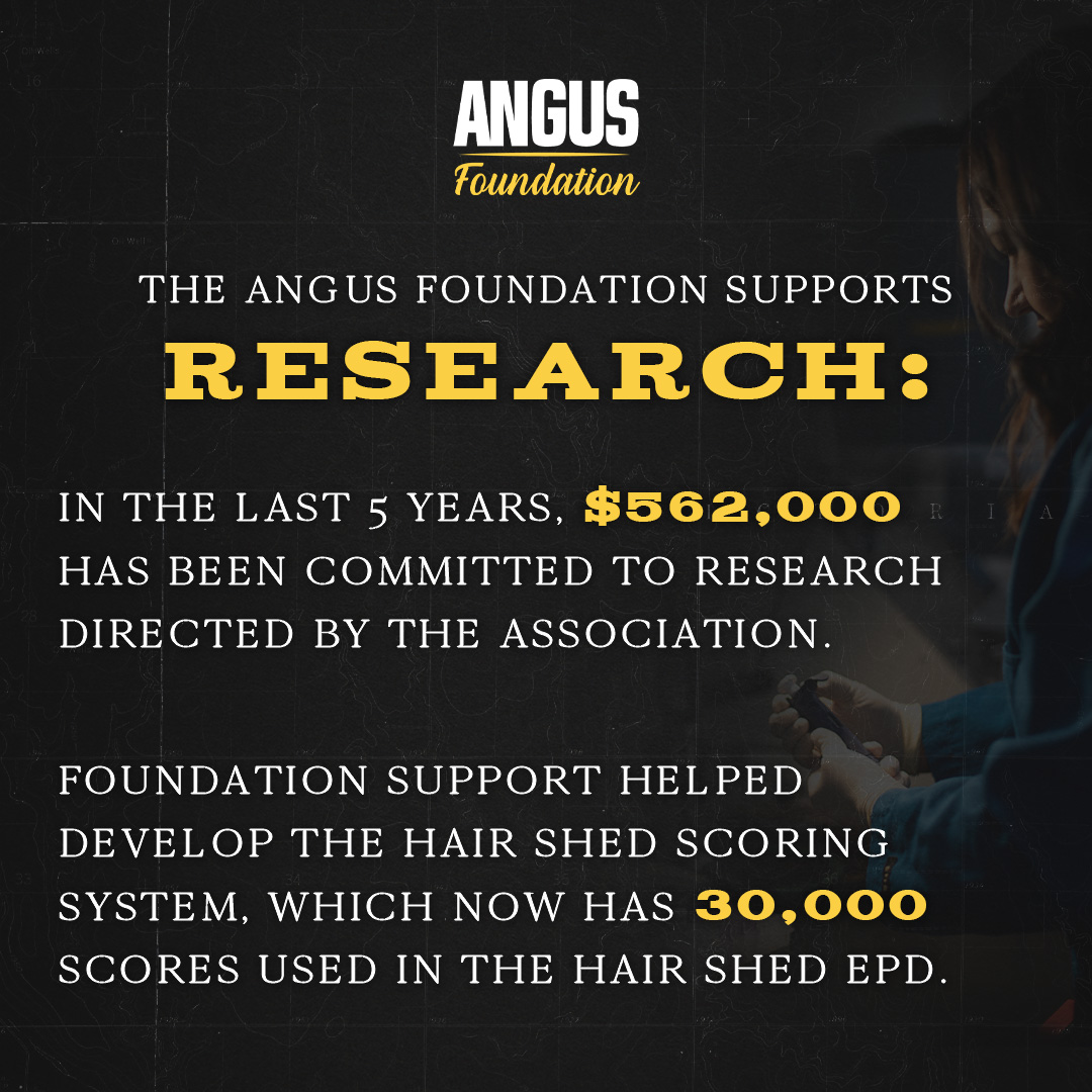 American Angus Association (@AngusAssoc) / Twitter