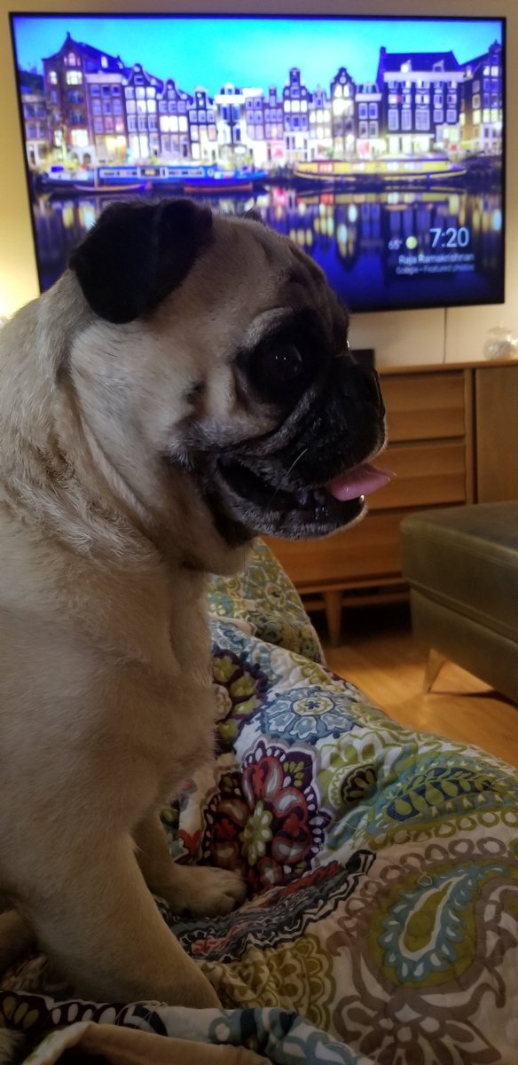LiamWonderPug's tweet photo. It's 420 somewhere ...
#wednesdaythought #anotherdayisinthebooks #itwasabeautifulspringday #weatherpug #dogreflections #pug #dogs https://t.co/inzfB93nZ6