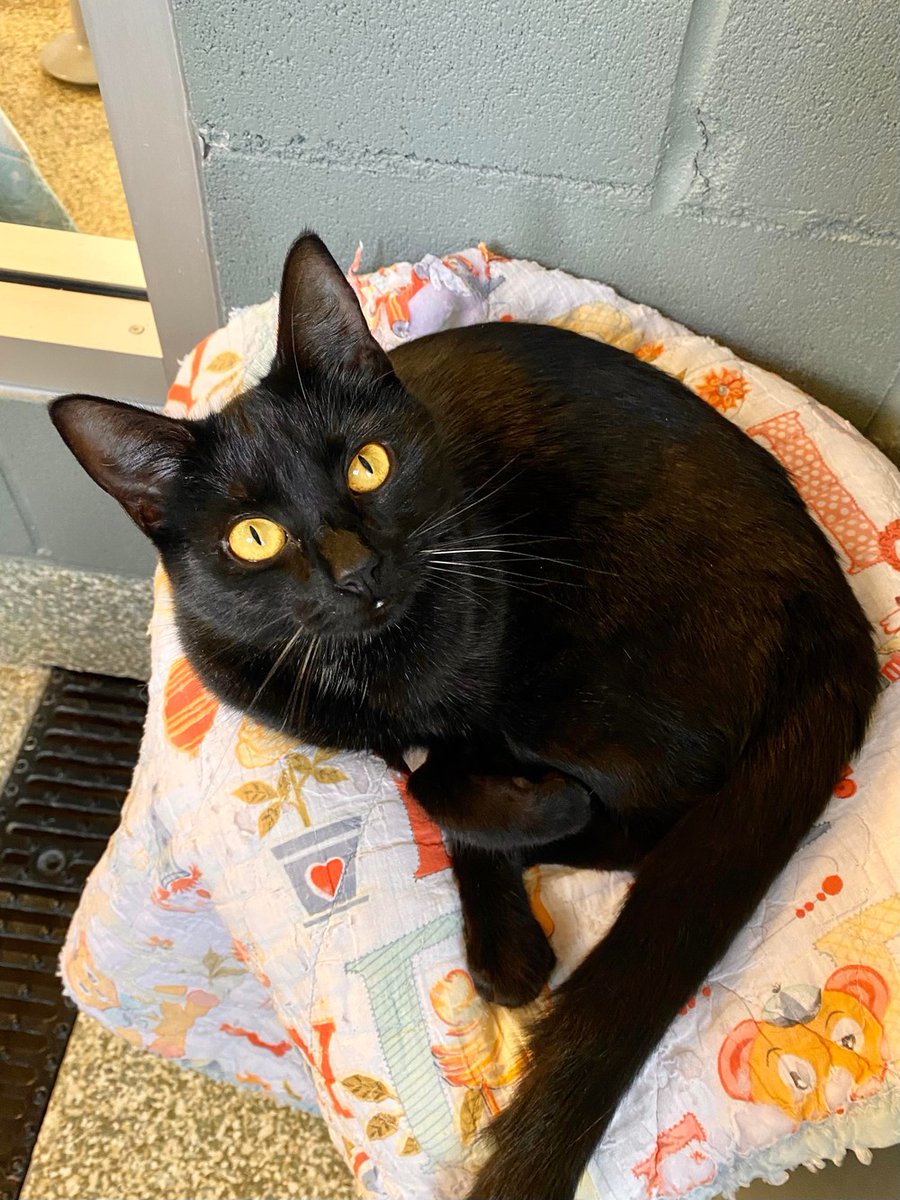BOW_VALLEY_SPCA's tweet photo. At long last! This sweet lady came to us with 3 of her kittens, who didn't take too long to all find homes of her own. With her own kittens in loving homes, we moved Cleo into a room with 3 more black cat kittens, who were found motherless and feral… https://t.co/qIn6mnRKCm https://t.co/j2VhQTQW9v