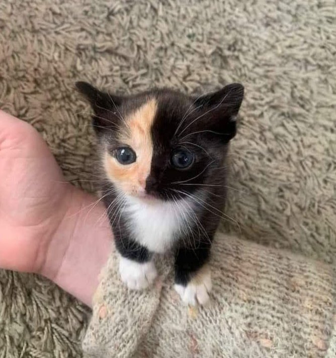 ShouldHaveCat's tweet image. 