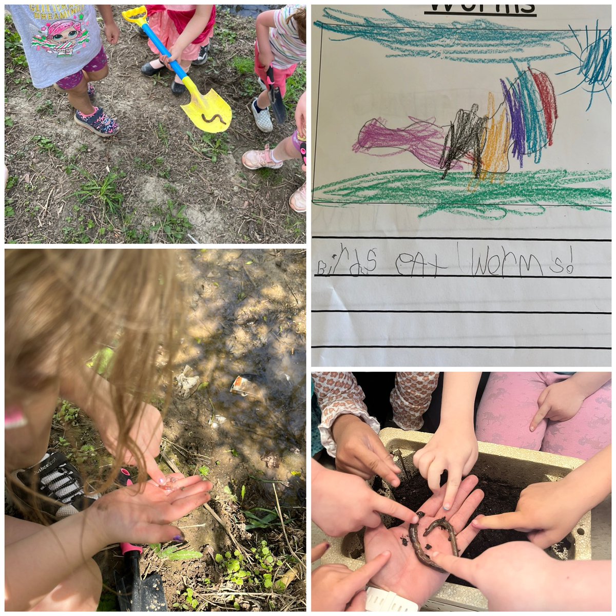 Renee Trivelli (@mrstrivelli) on Twitter photo Students are enjoying our worm inquiry. Connections to data management, literacy and the scientific process! <a href="/TottenhamPS/">Tottenham PS SCDSB</a> <a href="/SCDSBey/">SCDSB Early years</a> Students are enjoying our worm inquiry. Connections to data management, literacy and the scientific process! <a href="/TottenhamPS/">Tottenham PS SCDSB</a> <a href="/SCDSBey/">SCDSB Early years</a>