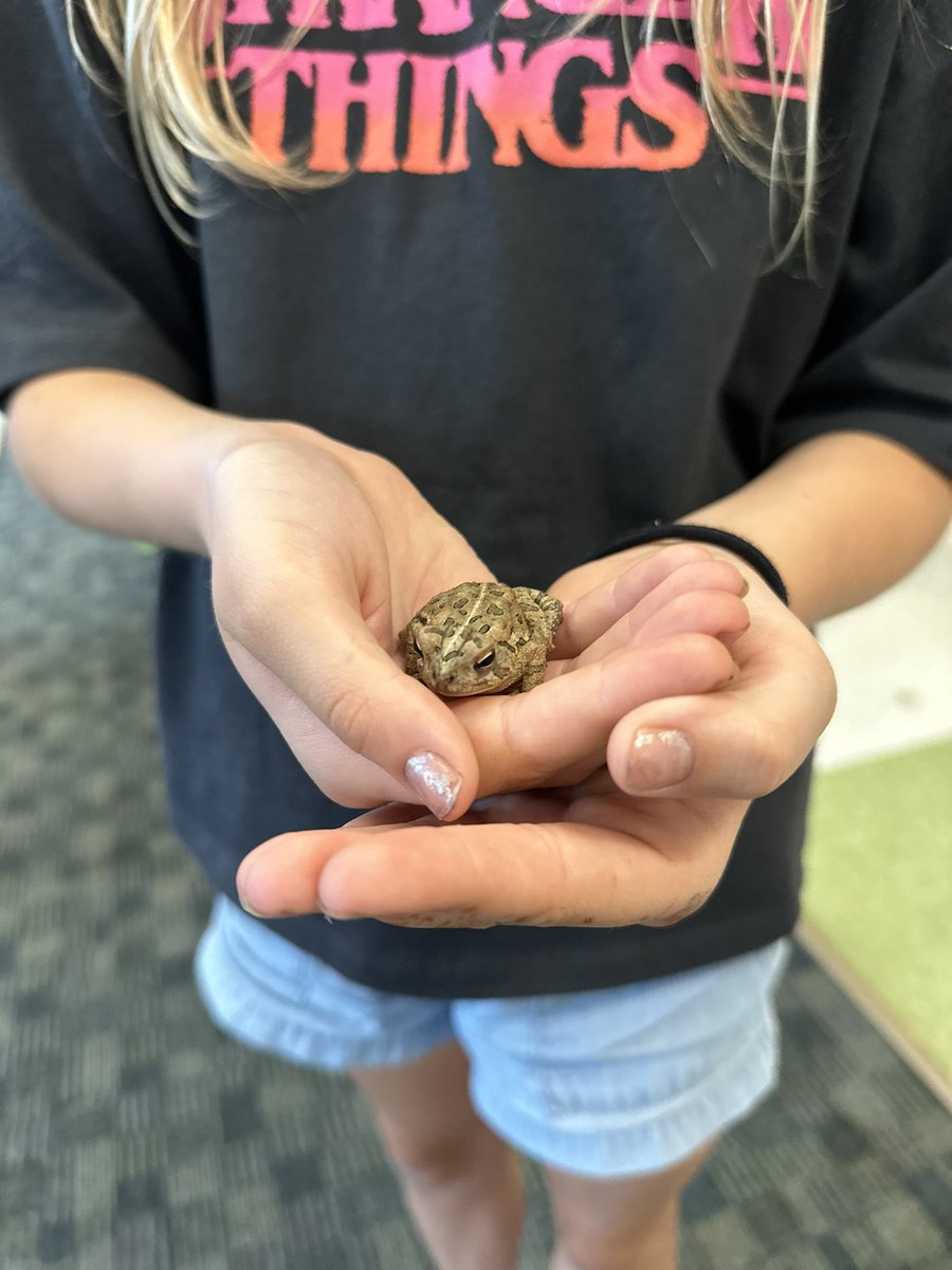 We already have a pet fish, beetle, and 2 hermit crabs… but now they’ve talked me into a pet toad too 🤪🐸  Inteoducing Lavender! 💜 #LetThemBeLittle #ClassroomPets