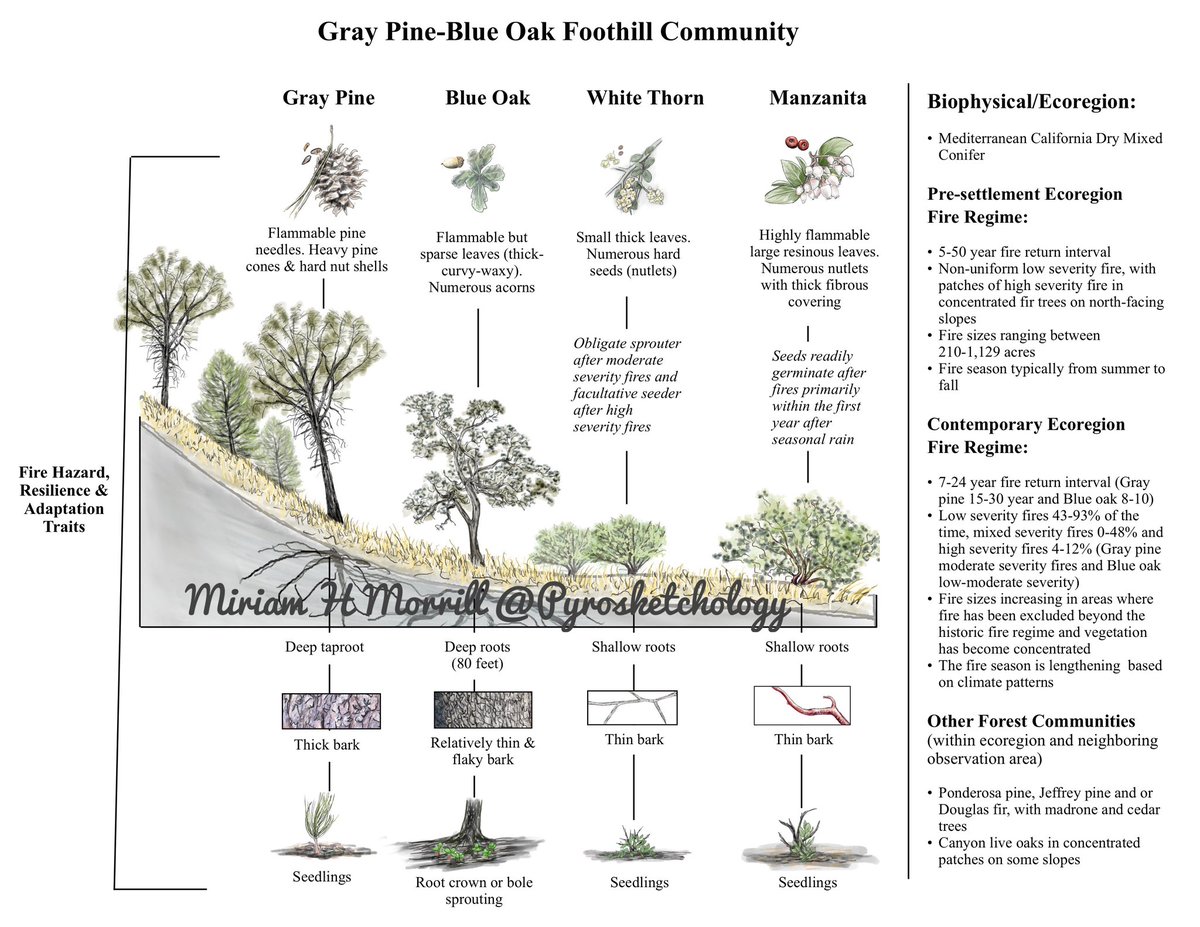 I had a lot of fun working on this illustration for my fire regime chapter. I grew up in this ecoregion and never thought about the plant-fire relationships. Observing and journaling about plant traits and adding notes from the FEIS website feels like it’s telling a fire story.